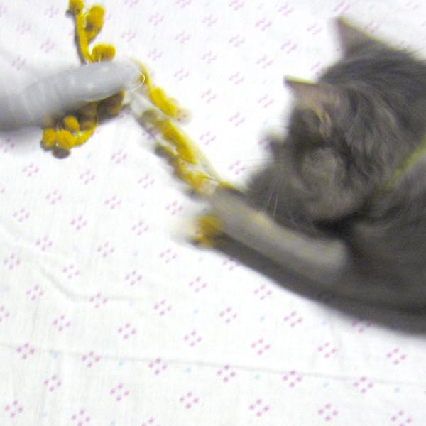 ねこのおもちゃ [neu] 02 グレー "Stickitten" | 7枚目